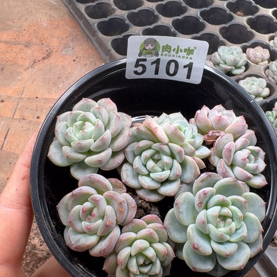 多肉植物多肉植物