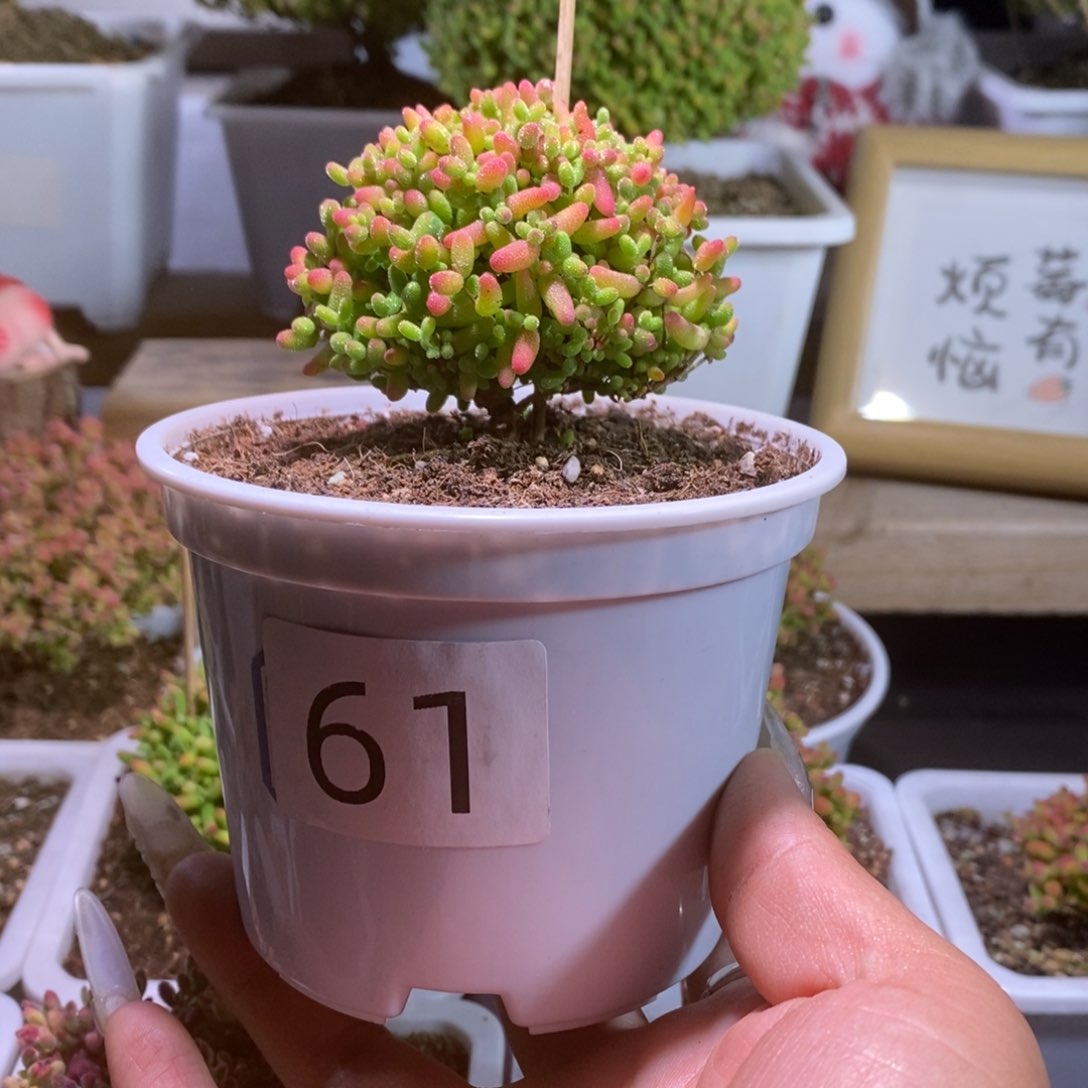 蜜橘带盆土发货一物一拍