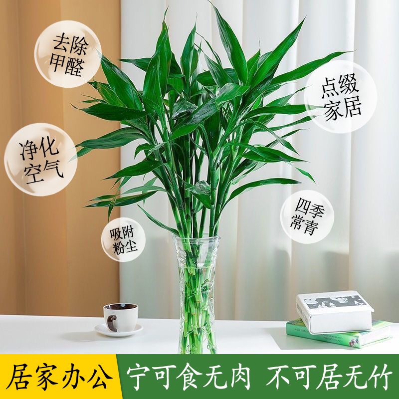 大叶富贵竹水养水培植物室内好养活绿植净化空气大竹