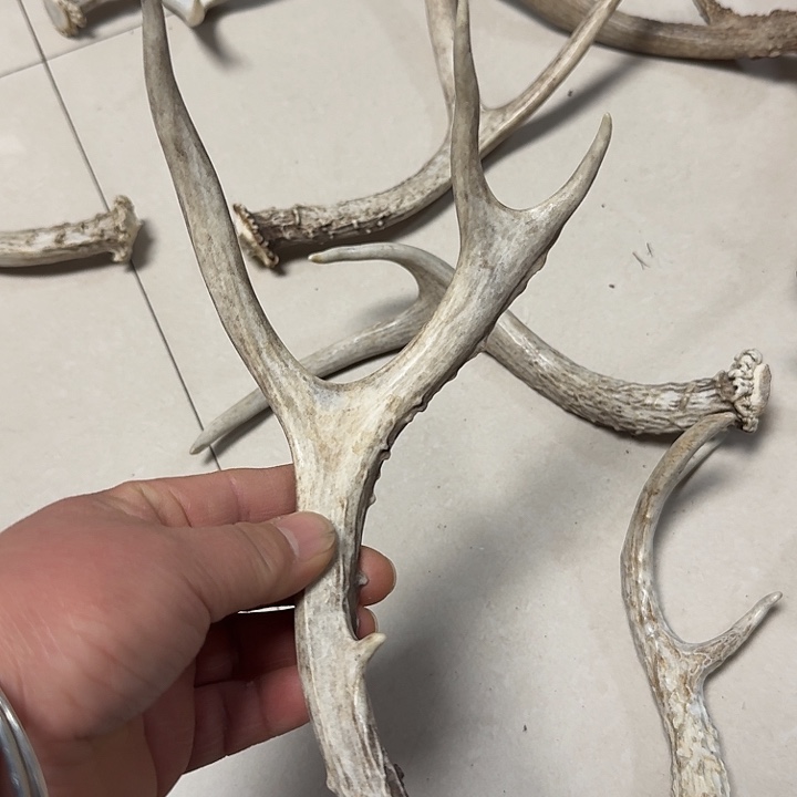 香榧木鹿角工艺品原料