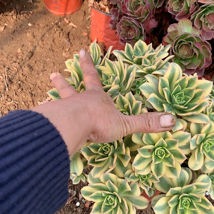 多肉植物星暴40号