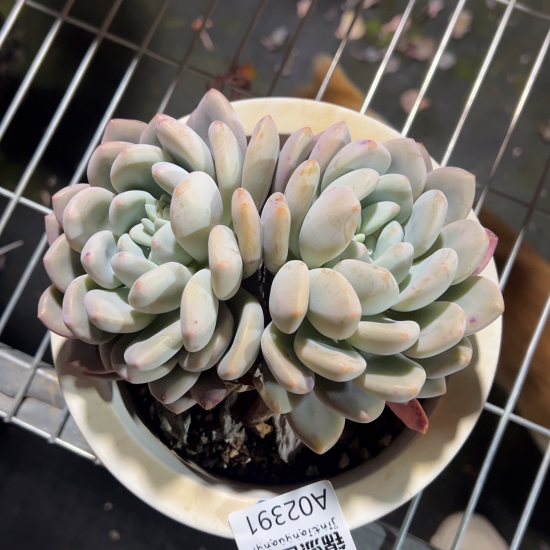 奥橙一物一拍2391