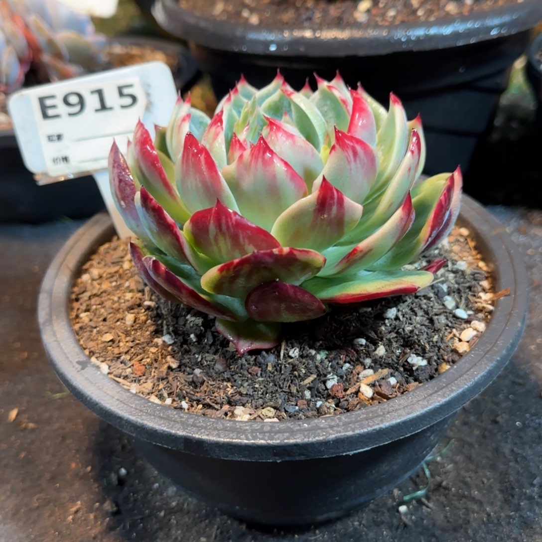 阴阳拉丝惊鸿一物一拍包装收缩花旱915