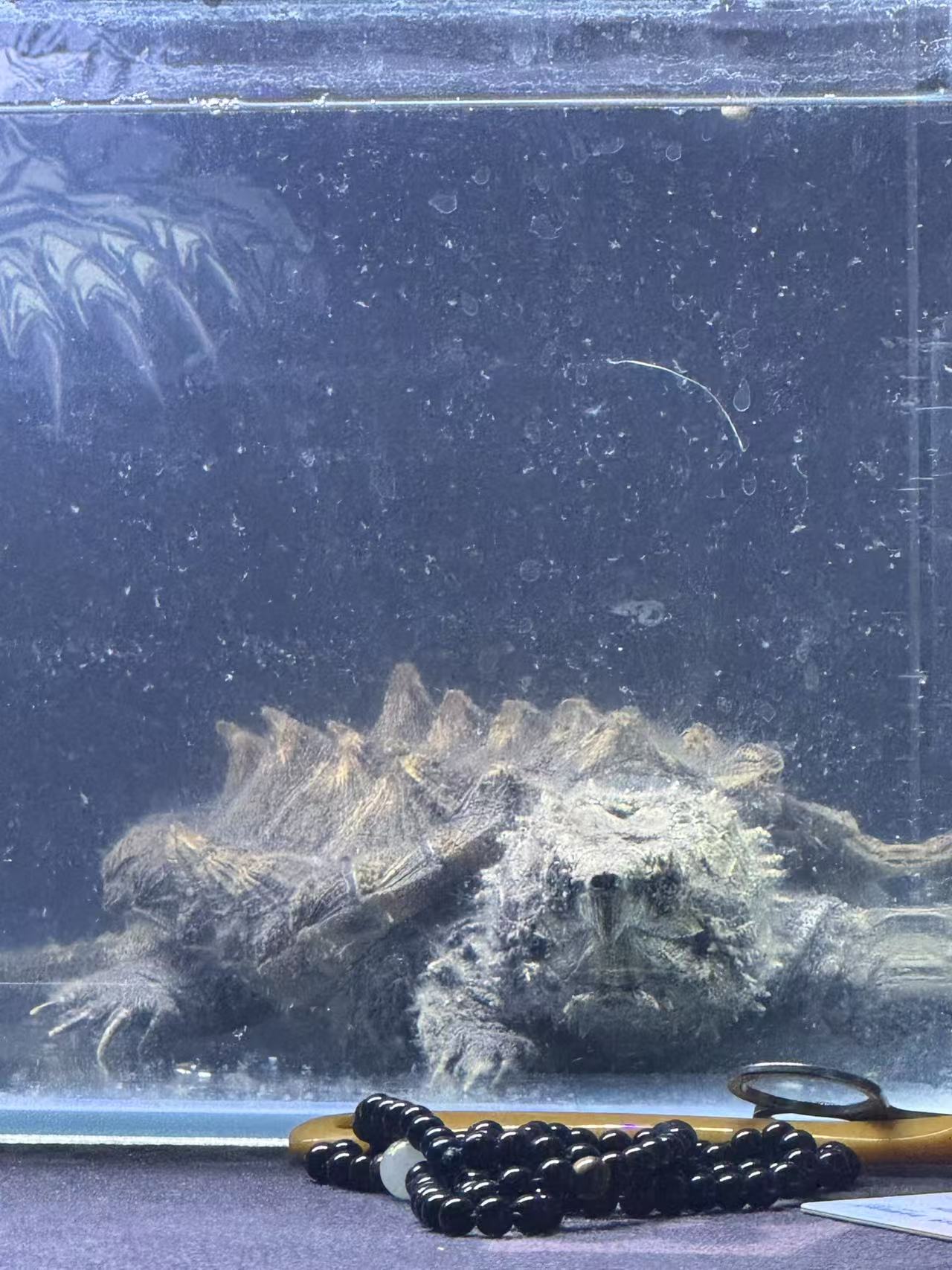 欣赏乌龟2025新品到货