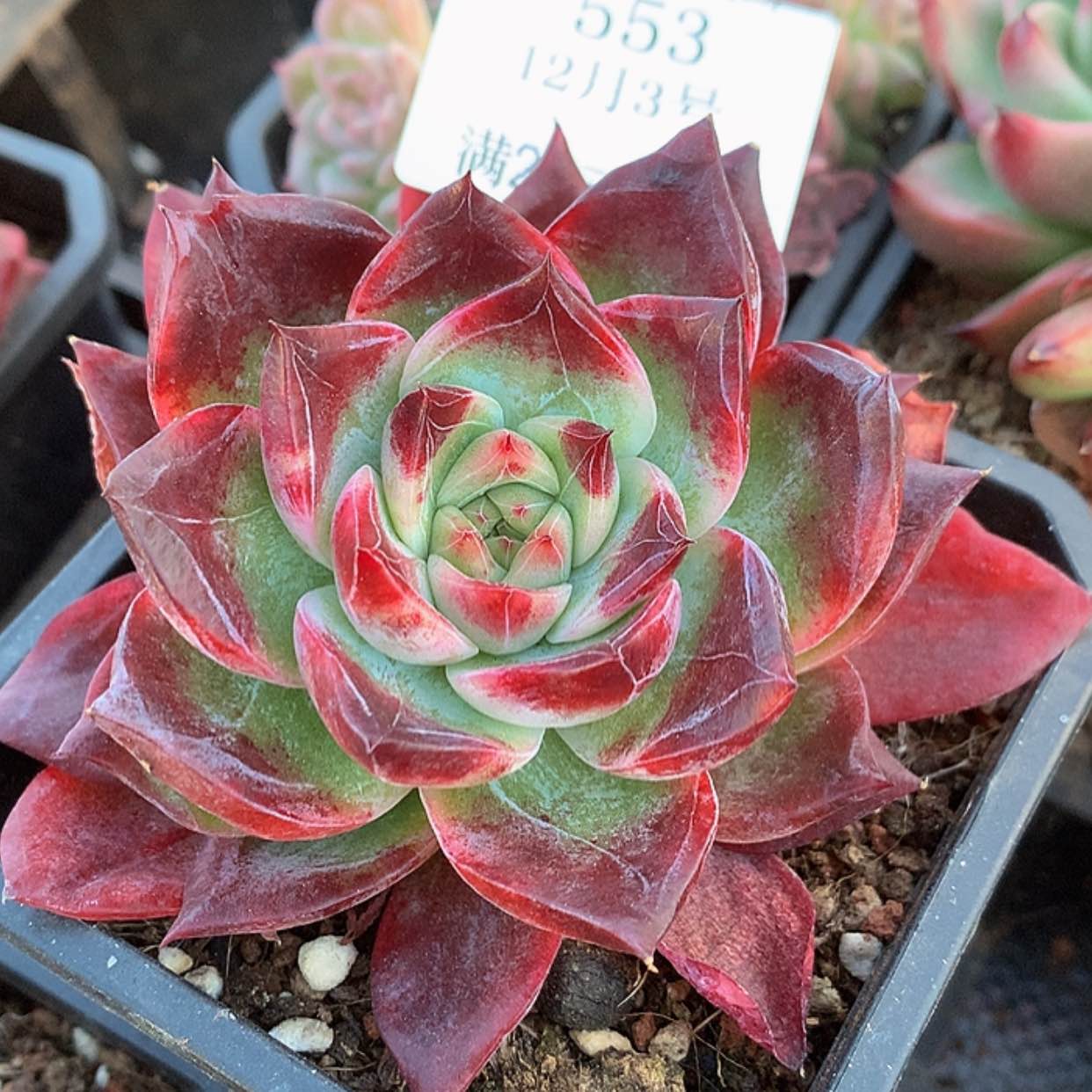 【闪购商品】云553号