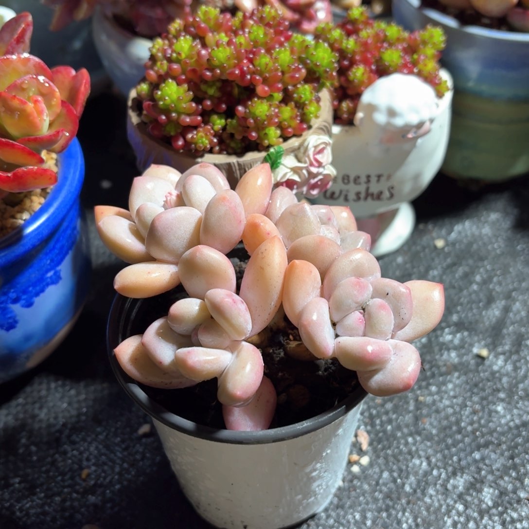 香水多肉整群9㎝盆