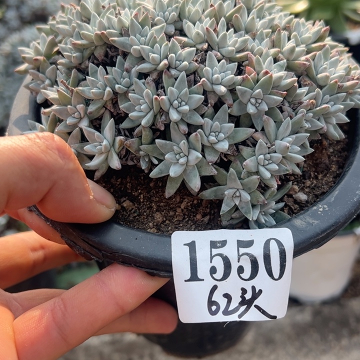 550号白菊多肉植物老庄