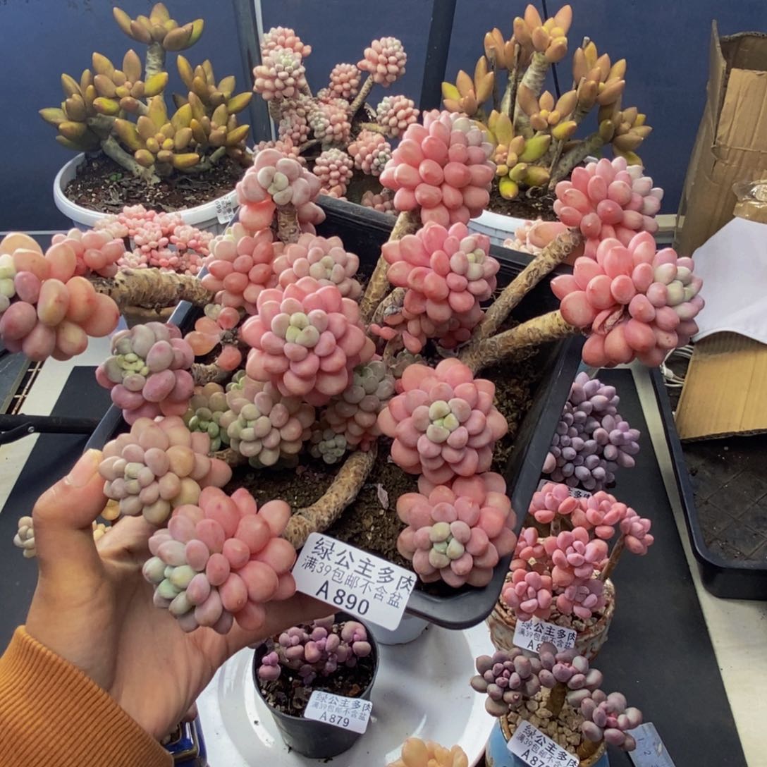 890鱼子酱多肉有断枝