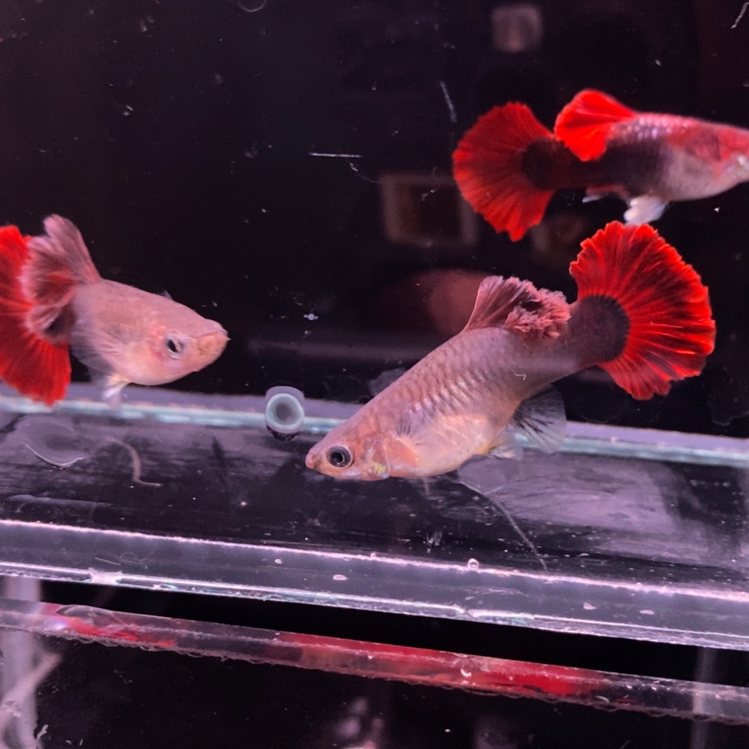 孔雀鱼极品菊花帆压成