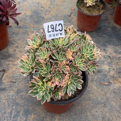 767甜茶不包断枝