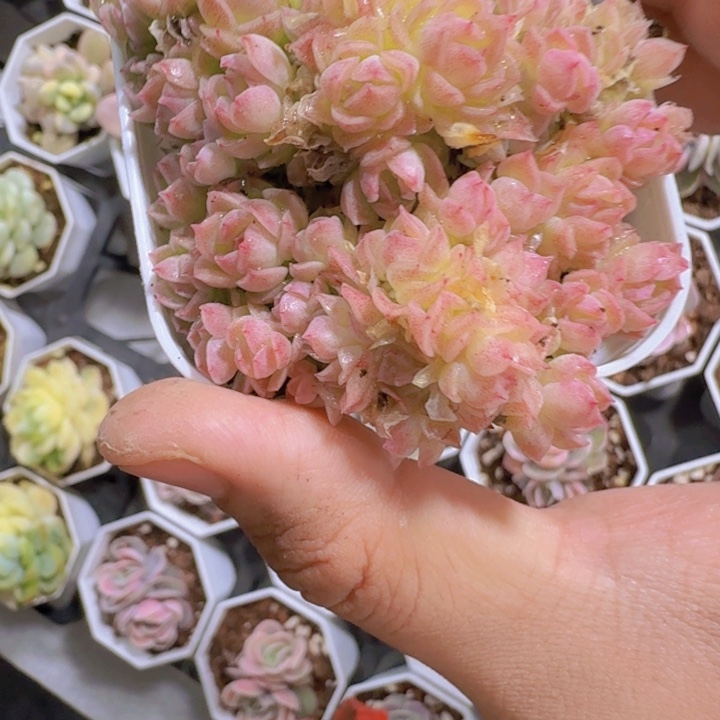 粉冰麦秆王炸一颗福利