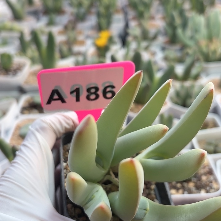 小***子186mmmmmmmmmmmmmmnm