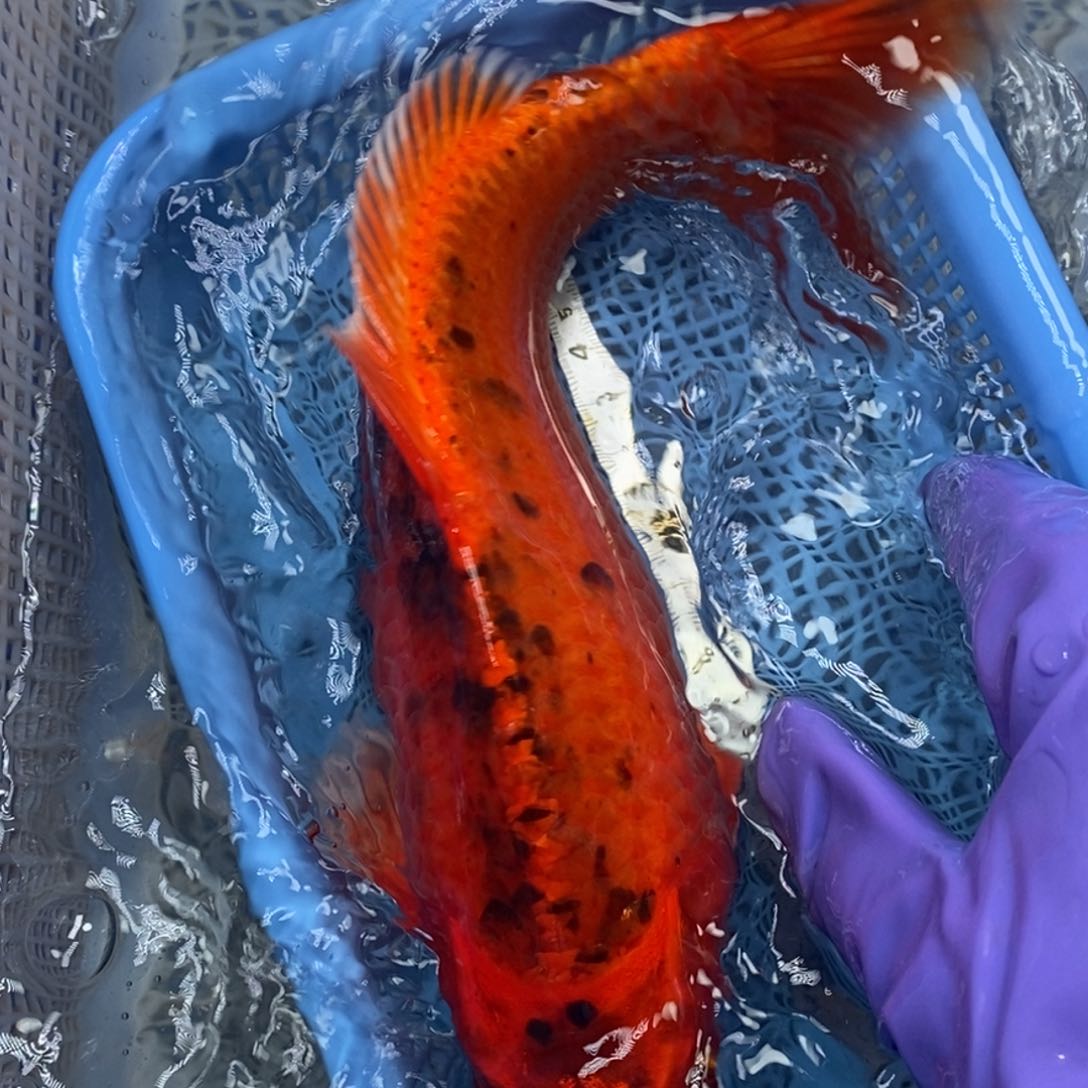 锦鲤冷水锦鲤包邮