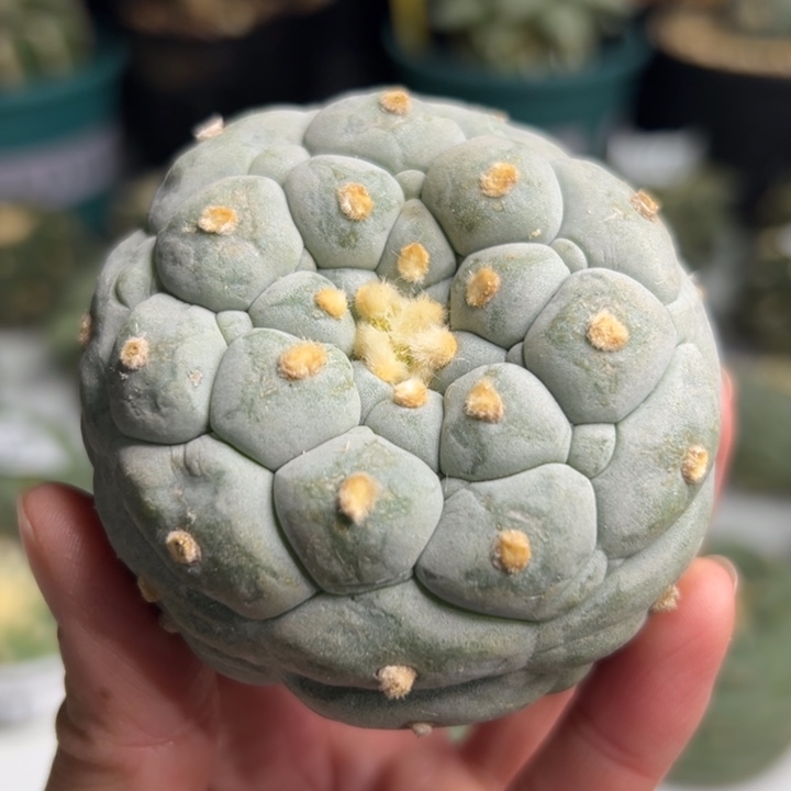 391 可帮发根可发货