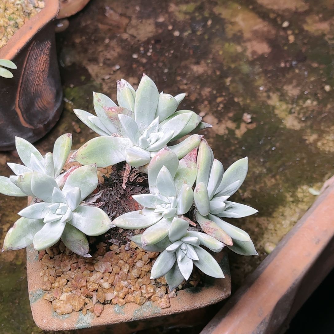 9736花朵苹果叶多肉