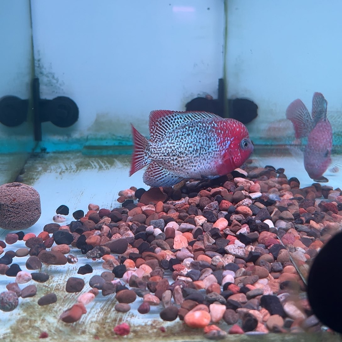 罗汉鱼重血古典罗汉观赏鱼