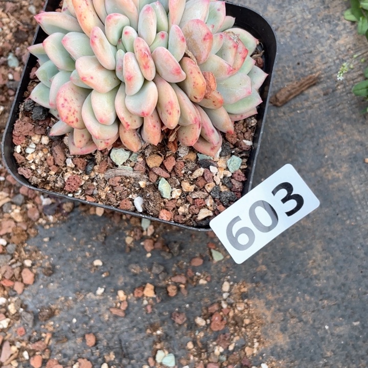 嗯*。多肉植物一物一拍