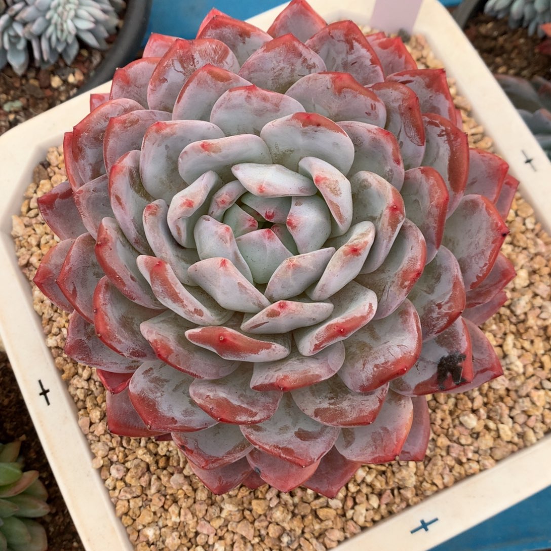 765崔崔多肉新疆西藏内蒙不包邮