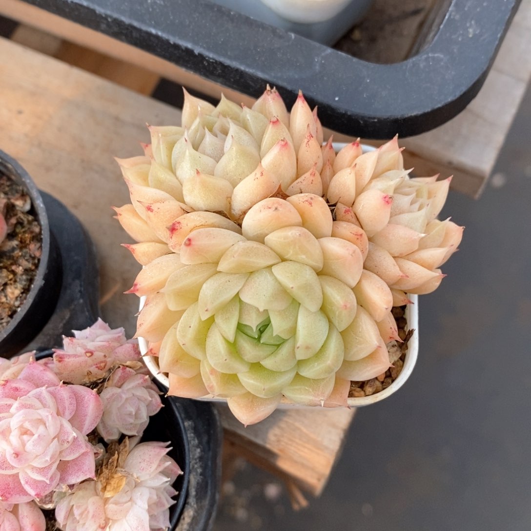 精品多肉一物一拍不包整57