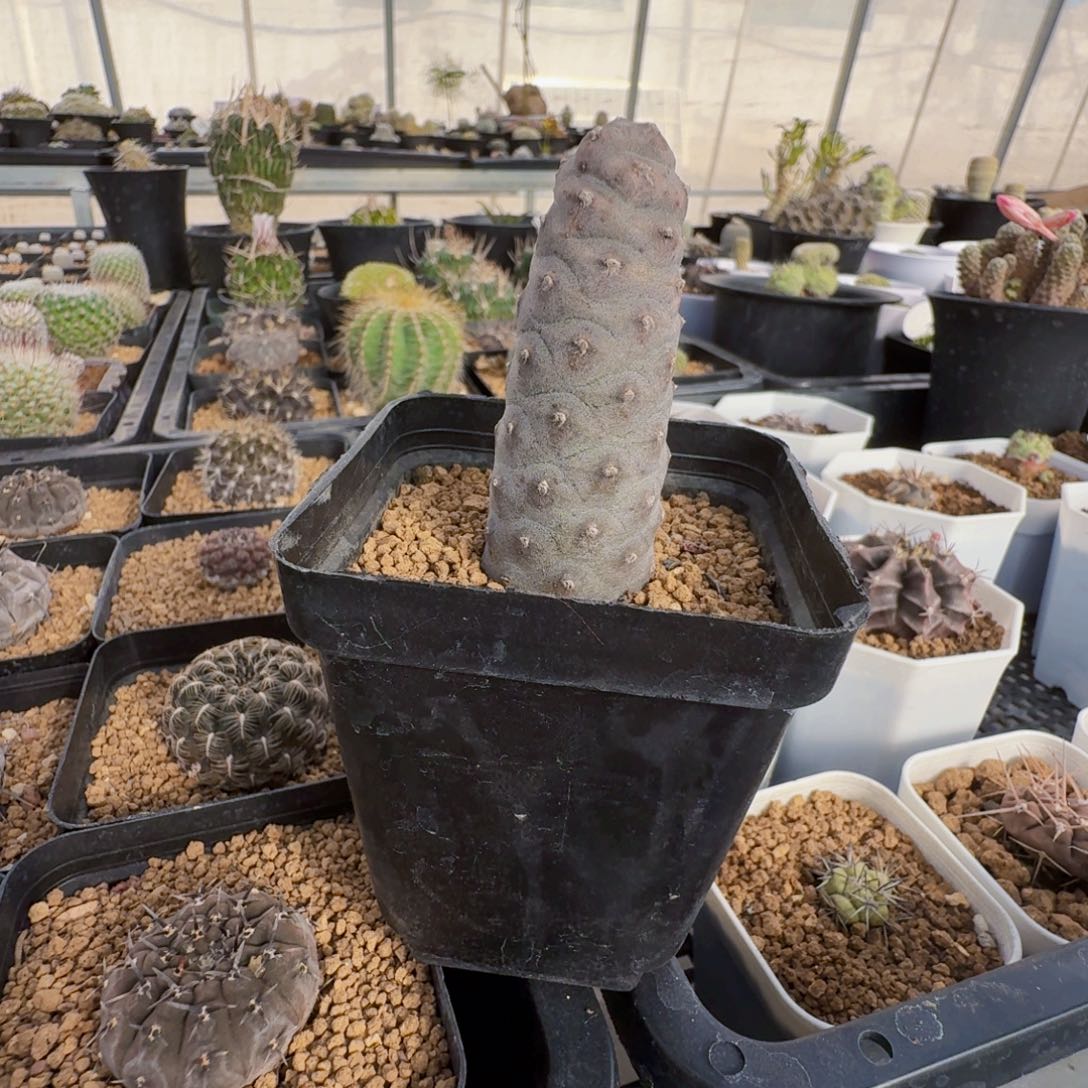 松栗团扇仙人球一颗