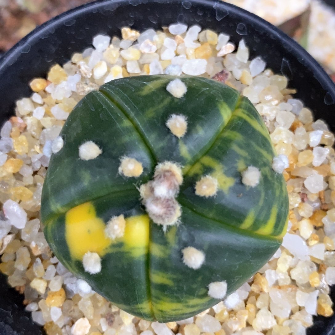 仙人球的世界里有