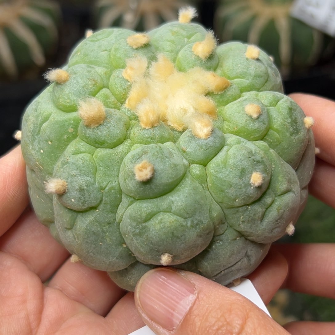 3 落地无根 四月上盆