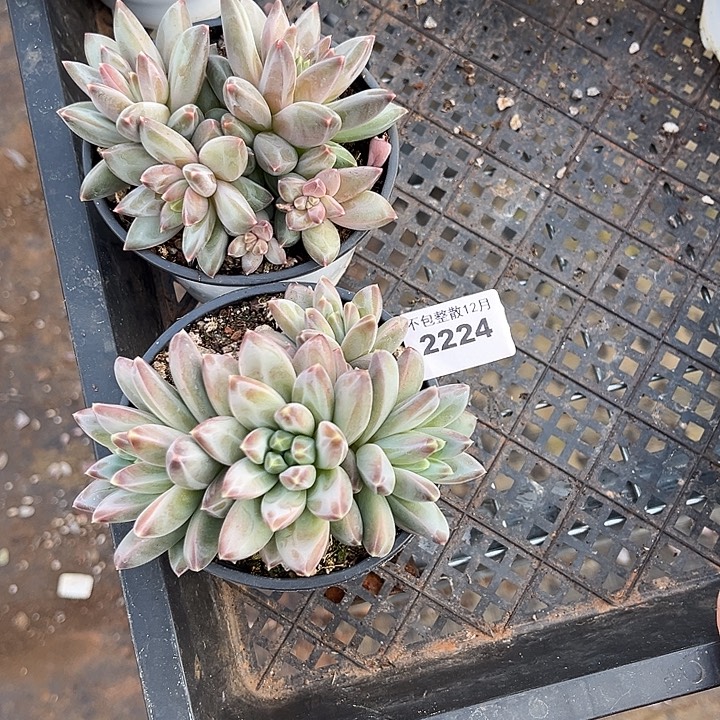 直***美阿雅园艺。      2224