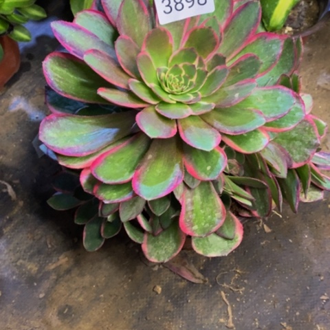 粉花妖多肉植物3898