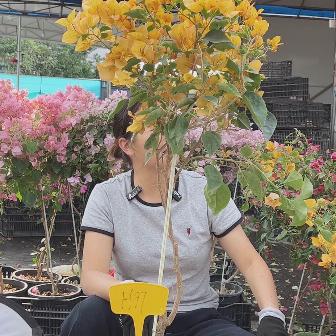 @***晚大部分花苞少量开放H97金色光辉