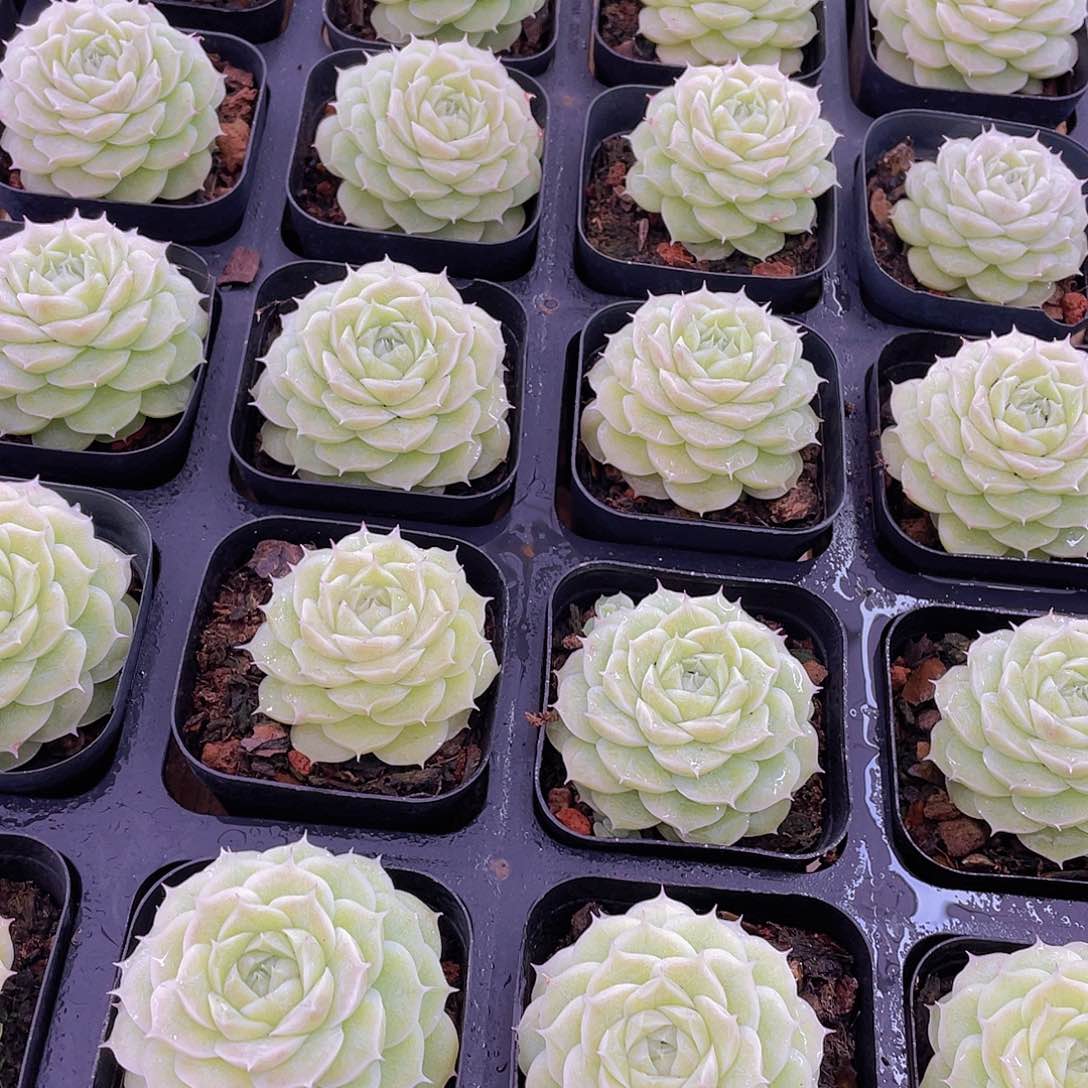 33号 山茶花麦秆单头一个