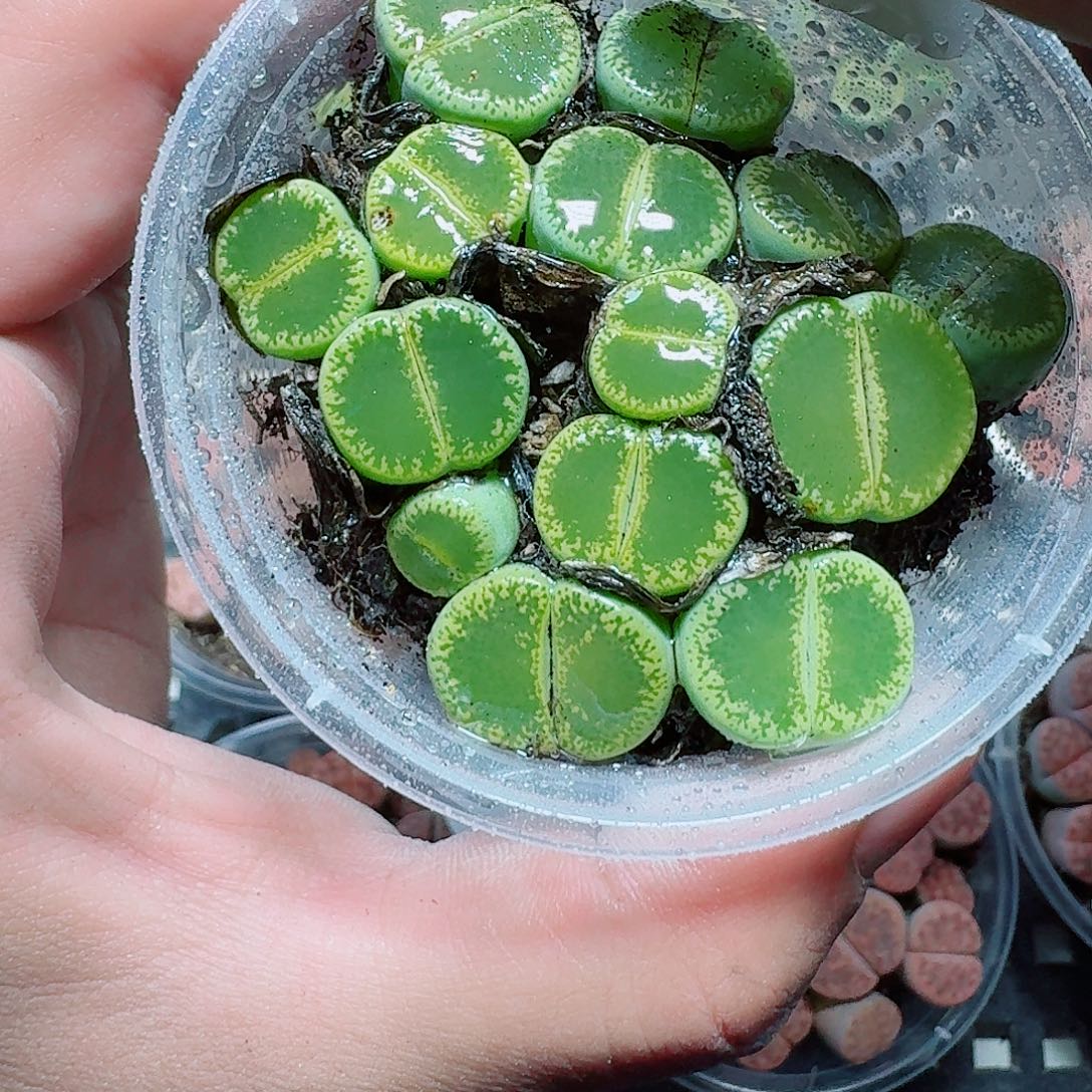 09 多肉植物多肉植物