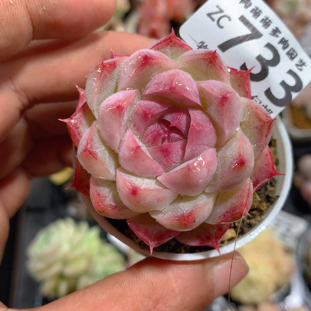 5CM拇指盆精控多肉ZC733