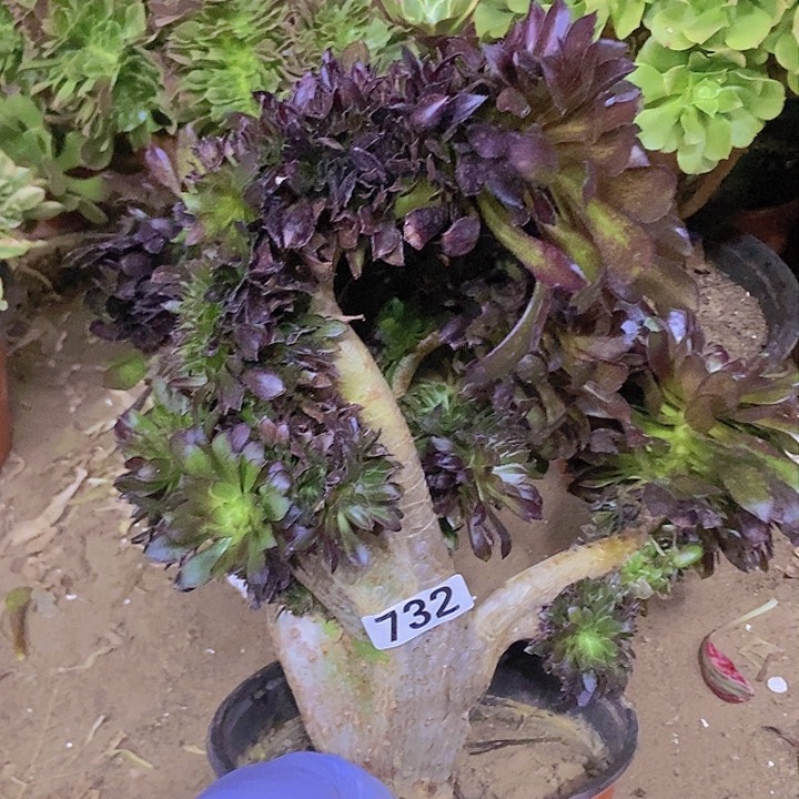 732黑缀老板子法师缀老板子