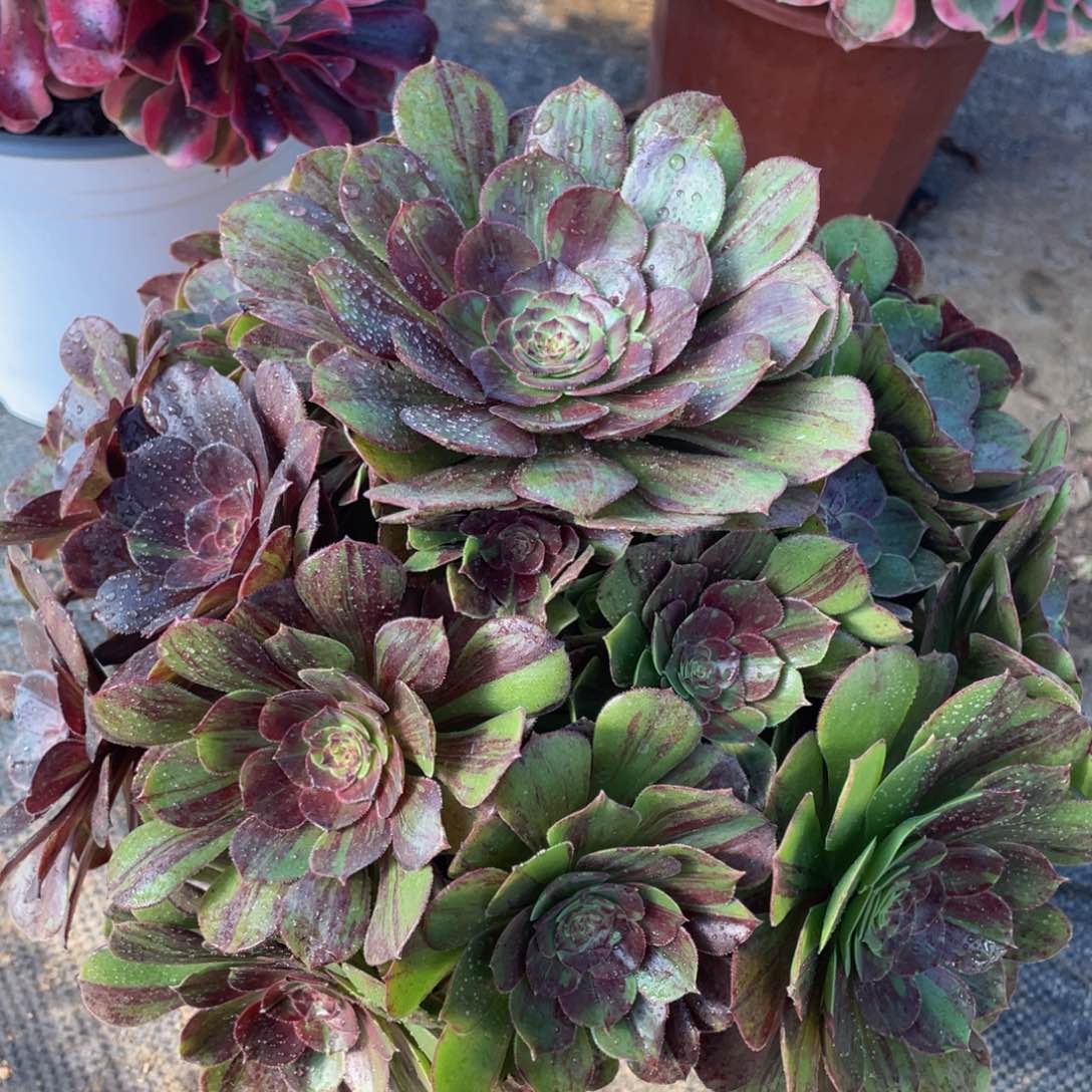 897花月夜精品法师老桩