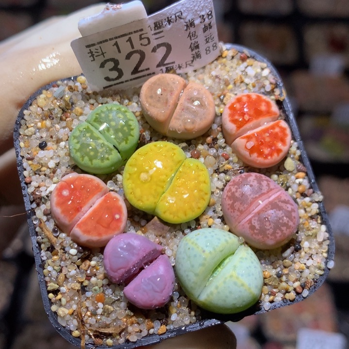精品生石花115.322