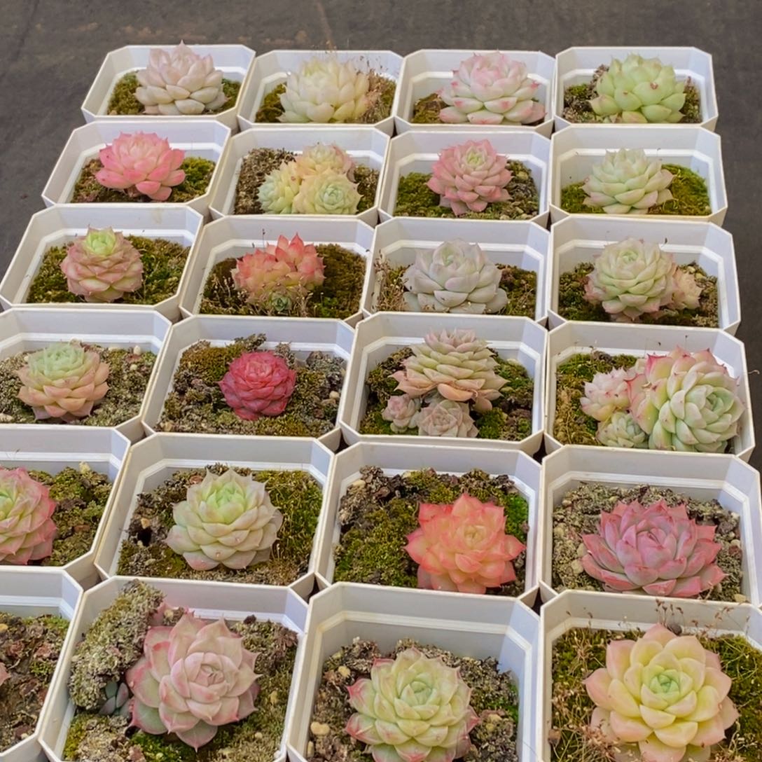 371多肉植物保护研究所所长的