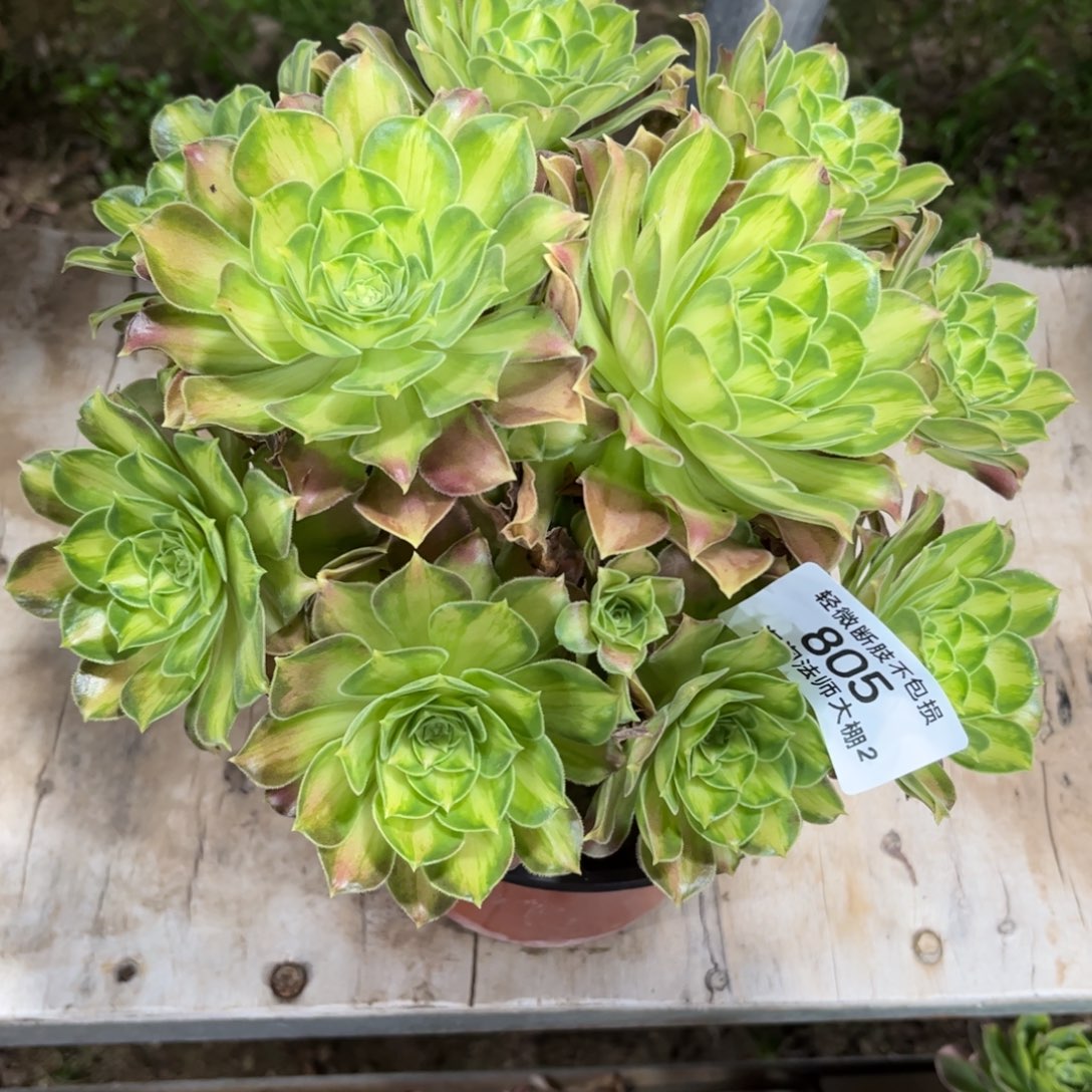 805韶华多肉植物法师