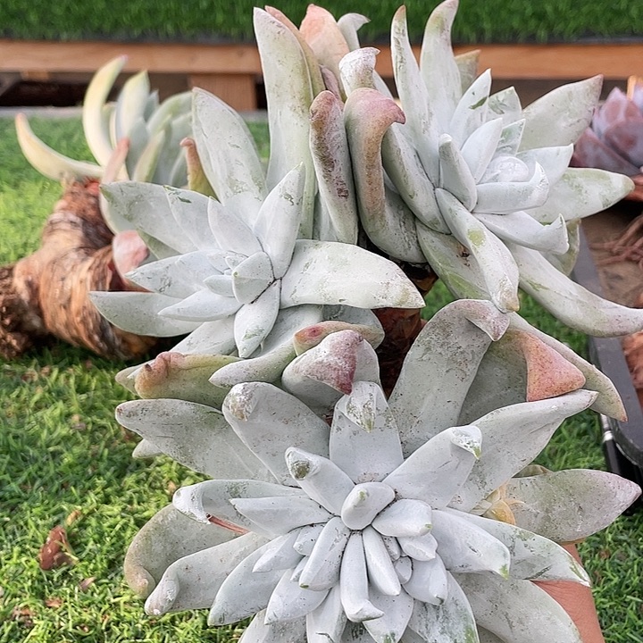 大脸帕翠莎粗桩仙女杯