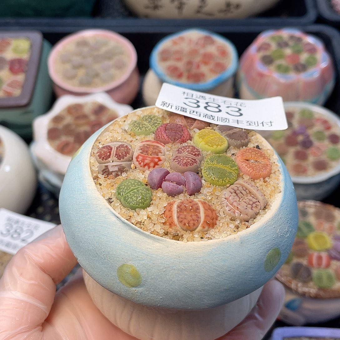 相遇生石花链接383