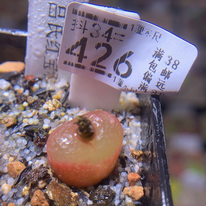 精品生石花34.426