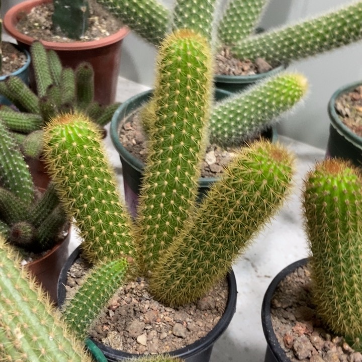 用****0仙人球人鱼金妞三头一物一拍