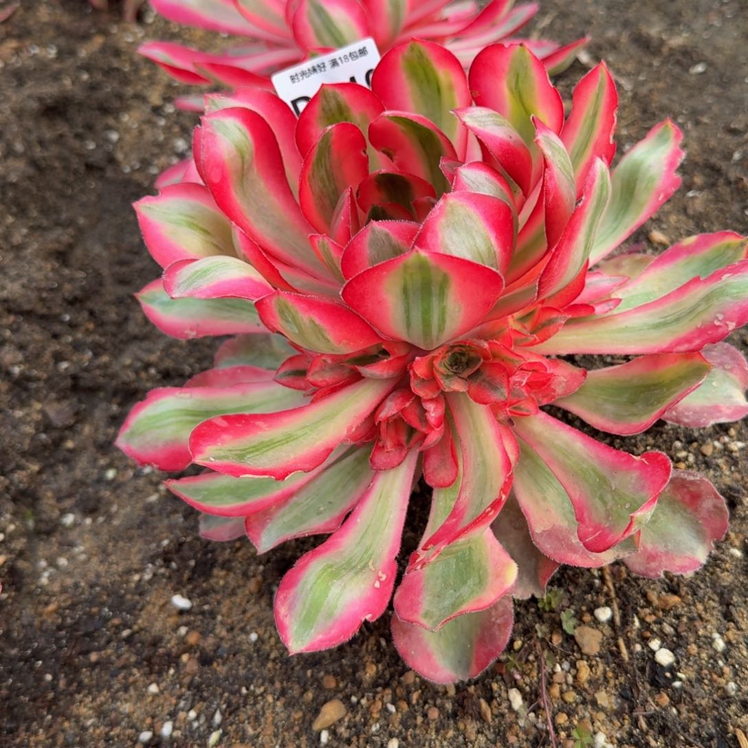 清**雅549爱丽丝。多肉植物