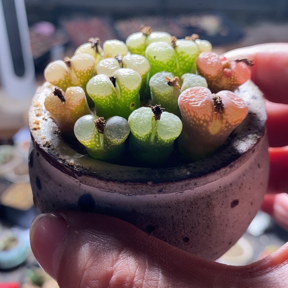 两颗单头粉樱花风铃。   
