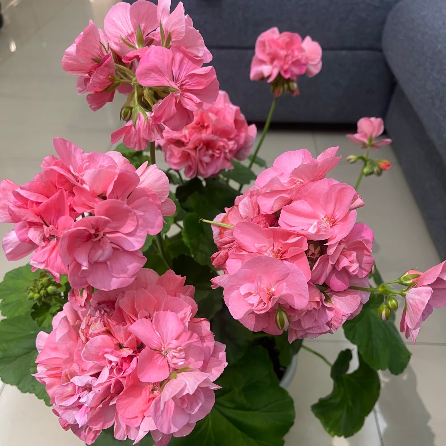 半重瓣珊瑚柔粉小颗型