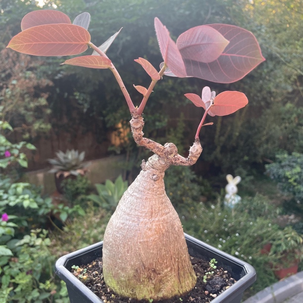 奇异油柑 块根植物 办公桌绿植 一物一拍