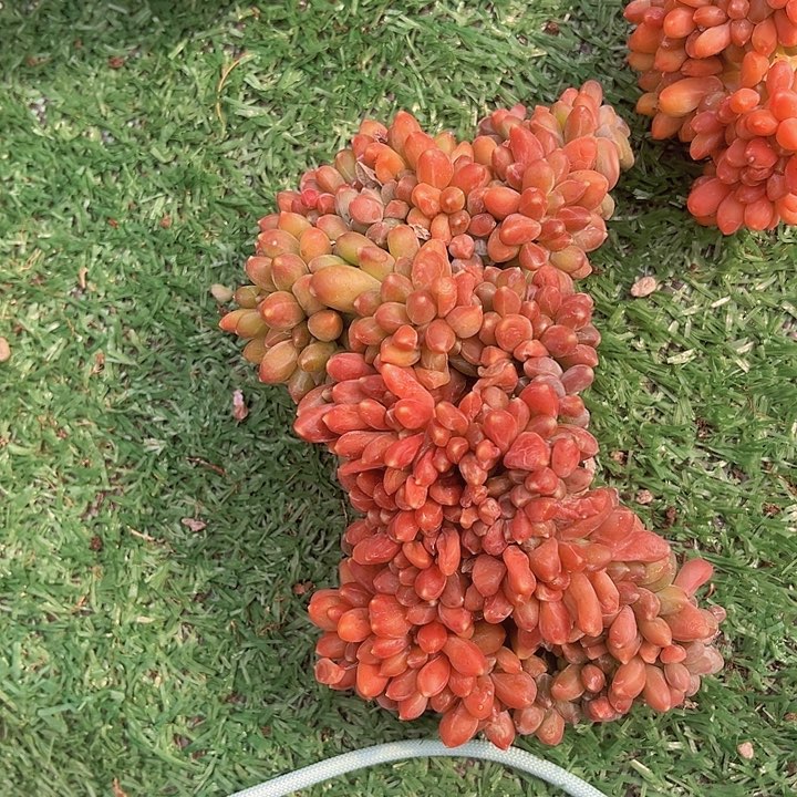 千代田缀微瑕0829多肉植物