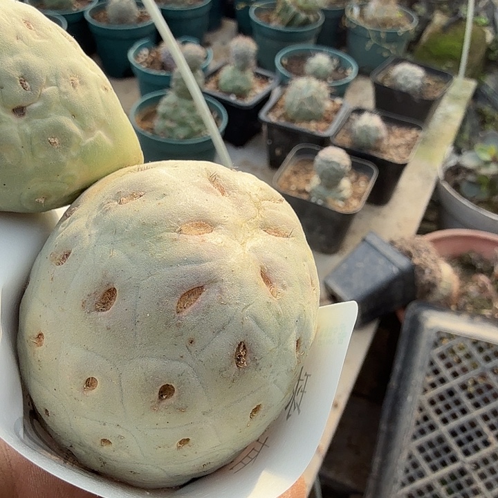 洞洞习志野0063双头