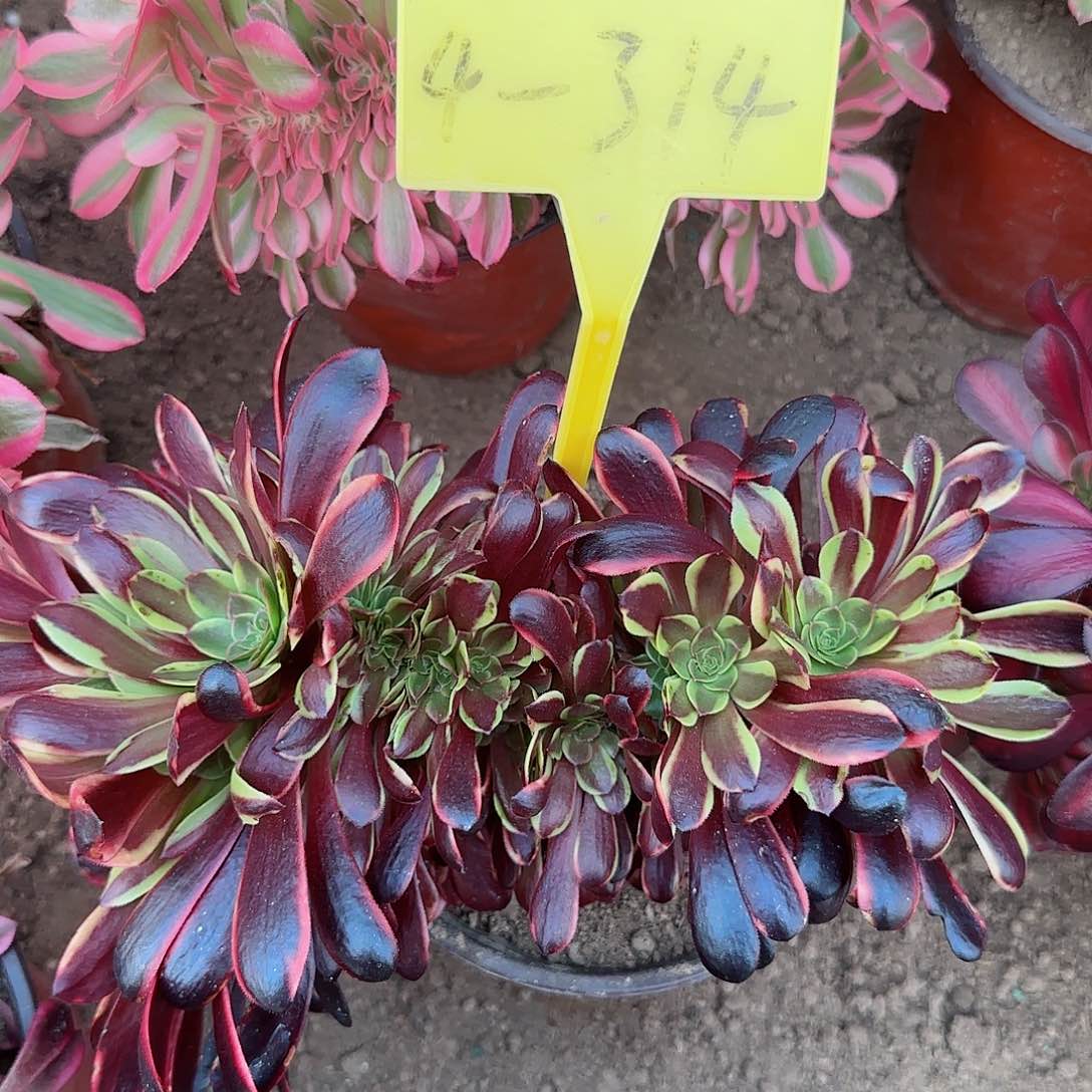 4-314---多头多肉植物