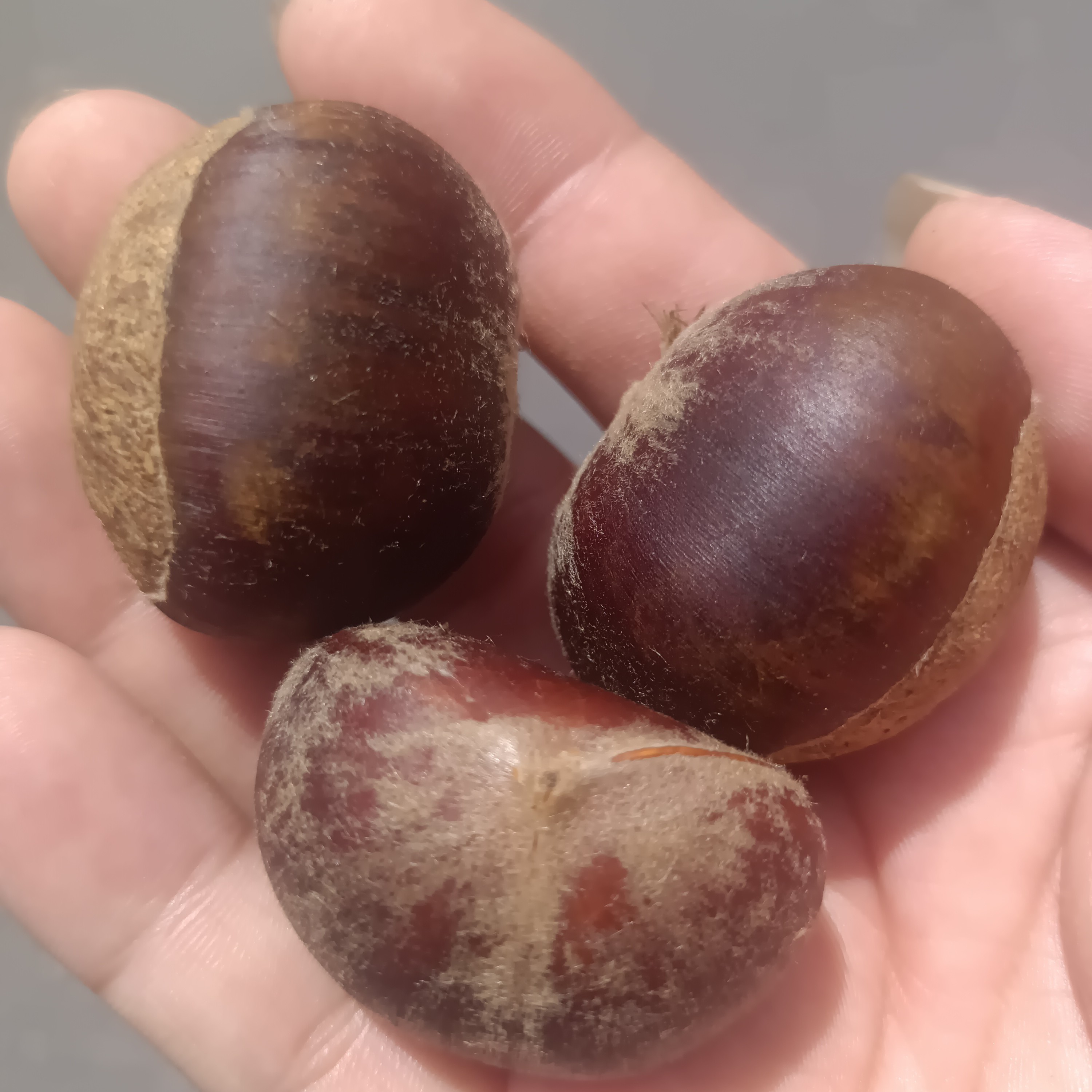 泰顺特产新鲜板栗