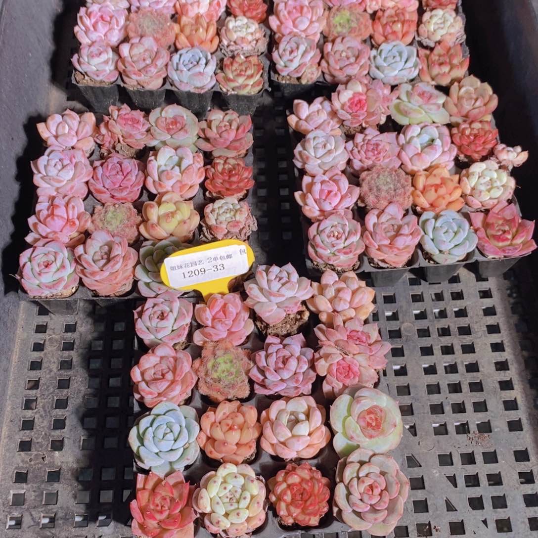 1209-33-精品新手小美肉组合16颗